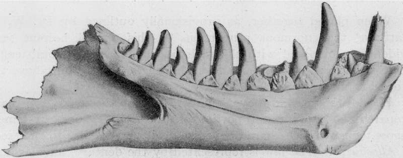Illustration for article titled El día en que el tiranosaurio estuvo a punto de llamarse Dynamosaurus imperiosus